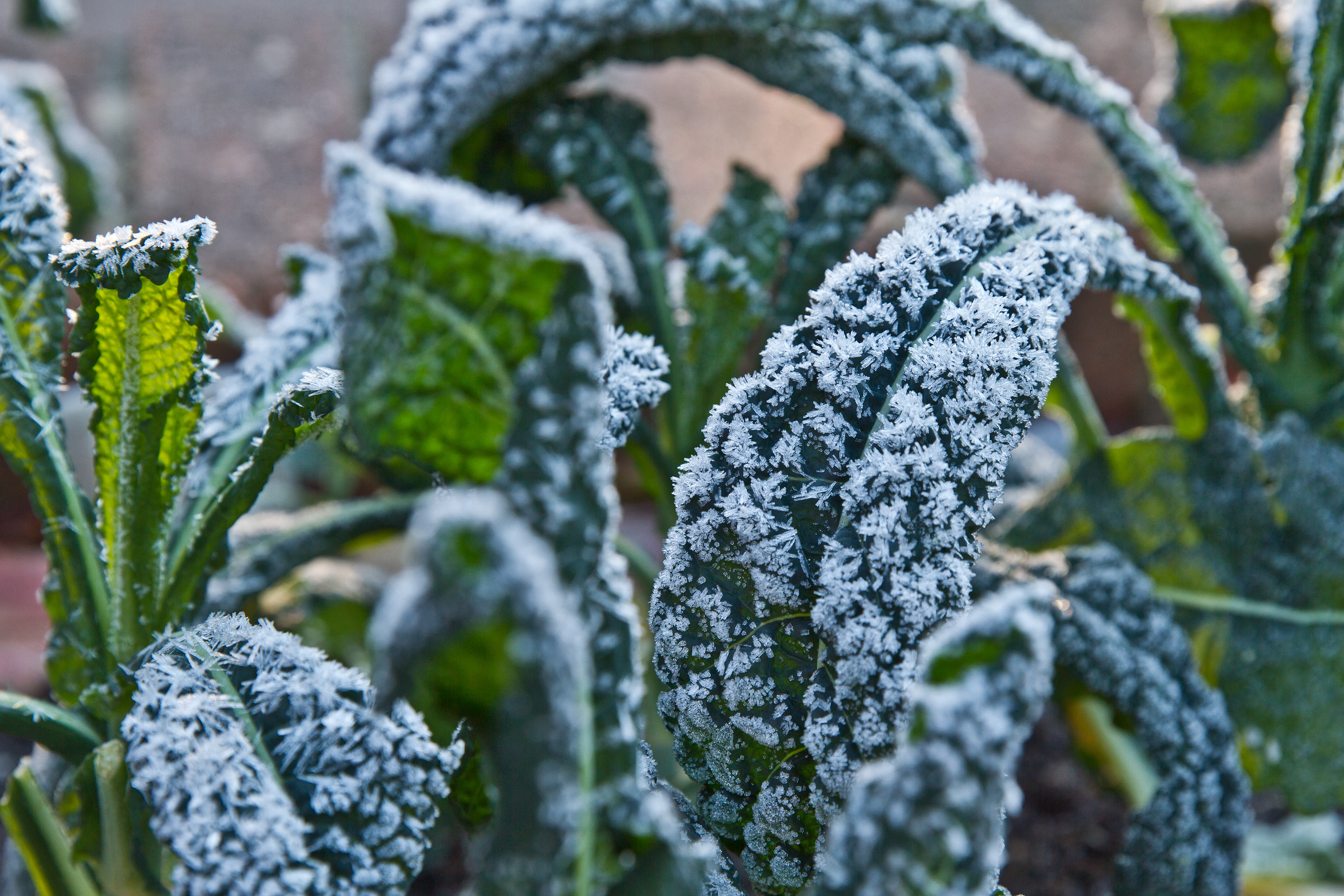 Plants during winter