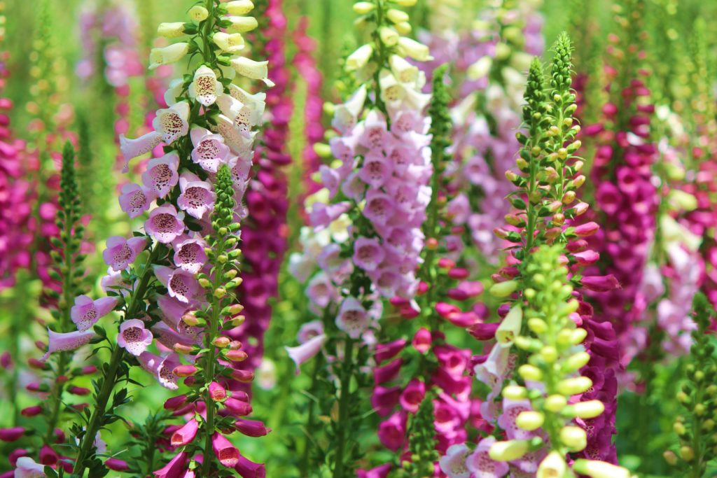 Foxgloves