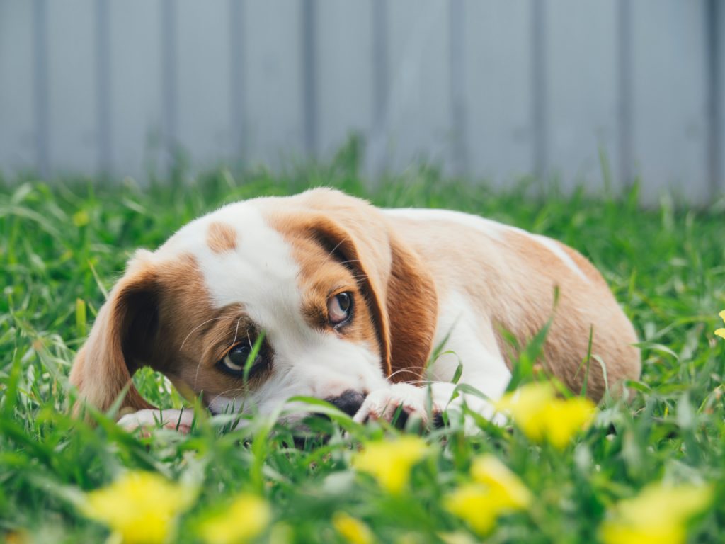Puppy laying on the grass