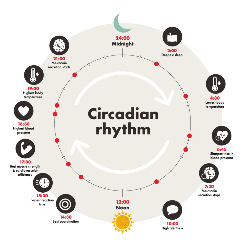 Circadian rhythm diagram