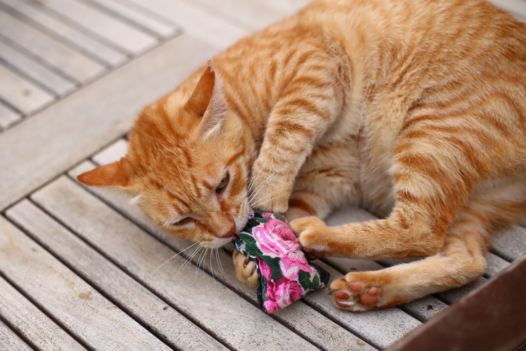 Cat playing with Valerian