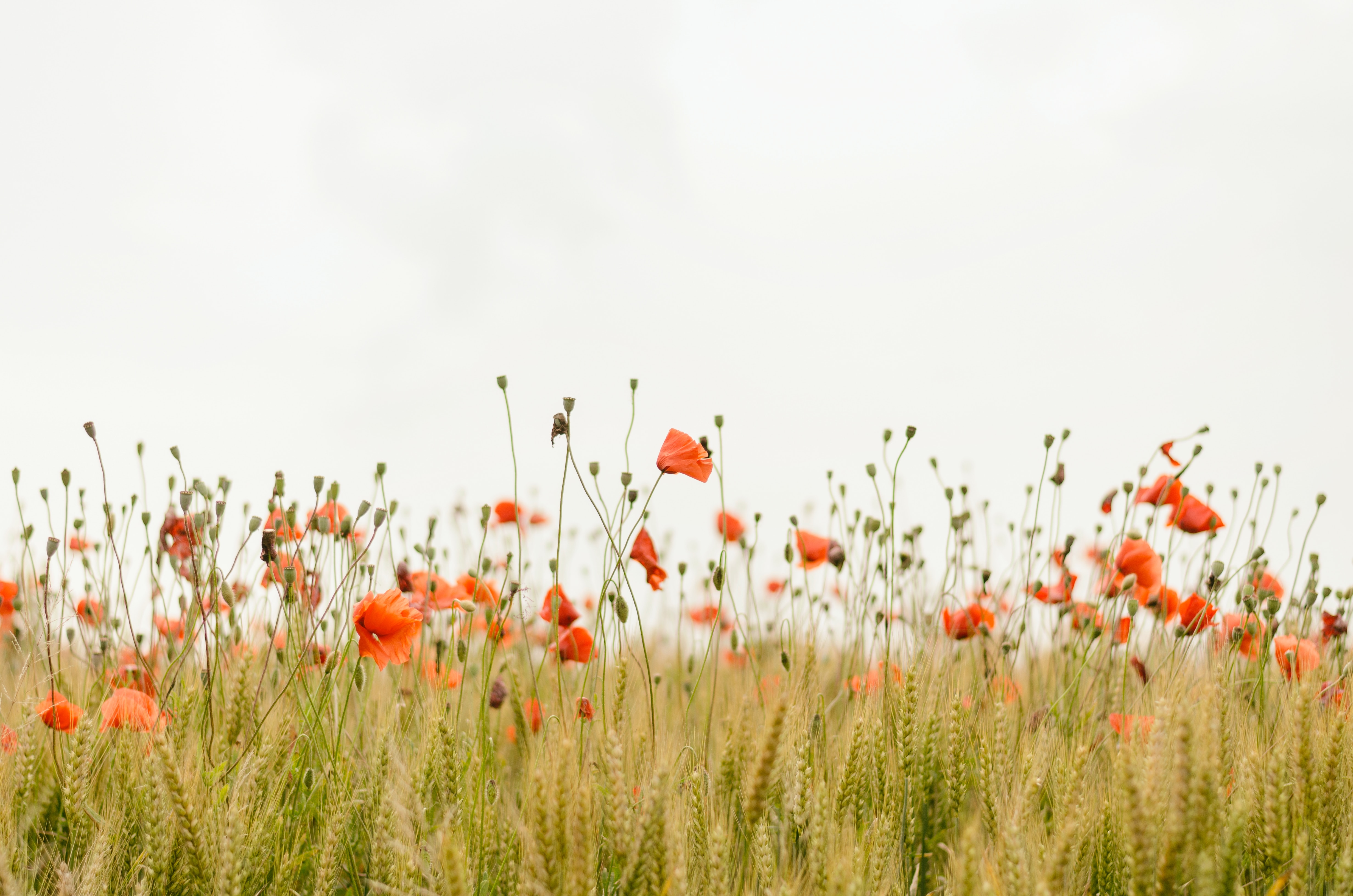 Field of rose petals