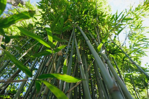 Bamboos