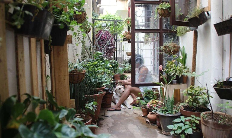 Potted plants at various heights in a small garden