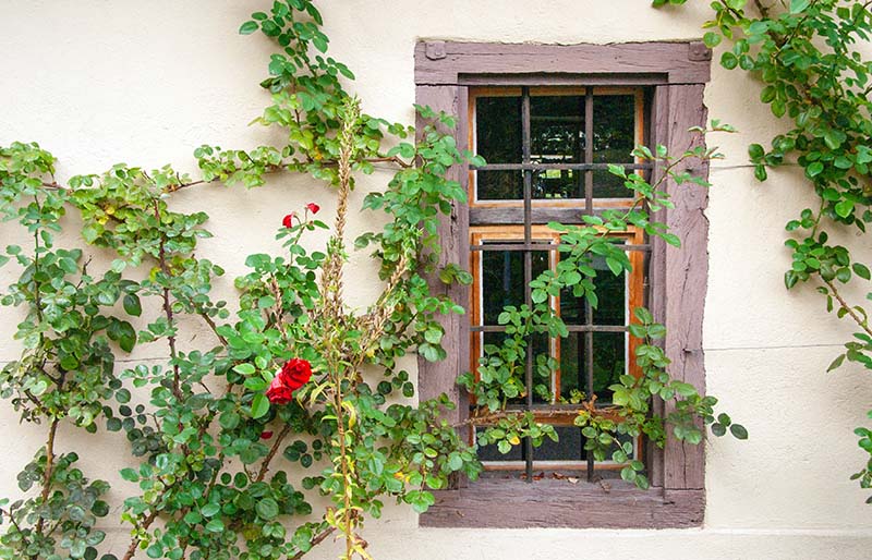 Roses growing up a wall towards a window