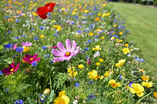 Flowers in various colours 