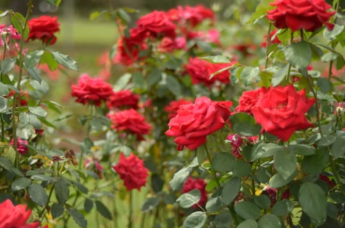 Red flowers